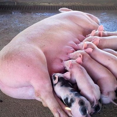 母猪群普免需注意以下要点