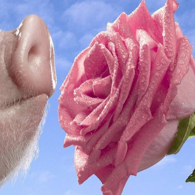 后备母猪首次受孕核心注意事项