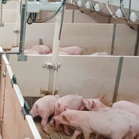 规模化猪场成本控制的三大支柱：健康管理、精细化管理与精准营养