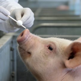 猪场冬季疫病防控知识分享&mdash;&mdash;蓝耳病