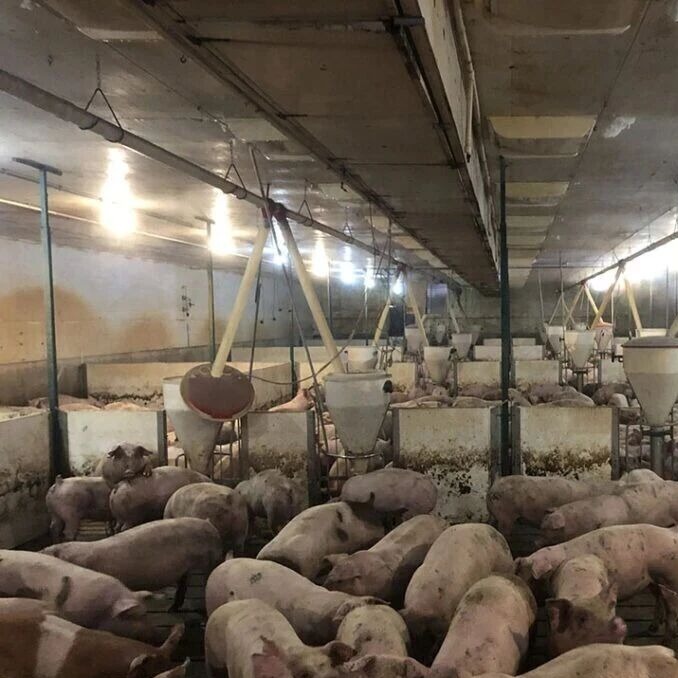 育肥后期为什么添加泰妙菌素还是治不好猪群慢性咳嗽？到底存在什么问题？