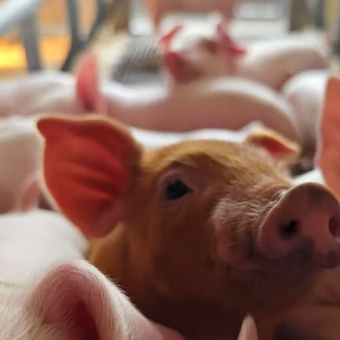 什么样的氟苯尼考，用起来才能把药效发挥到最好？