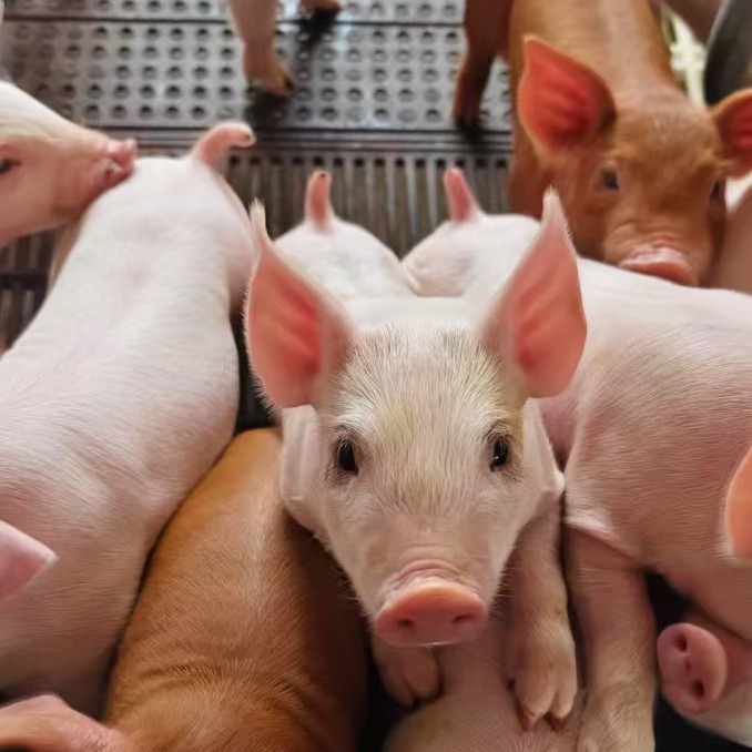 母猪围产期核心生理特征：&ldquo;四大剧烈转变&rdquo;