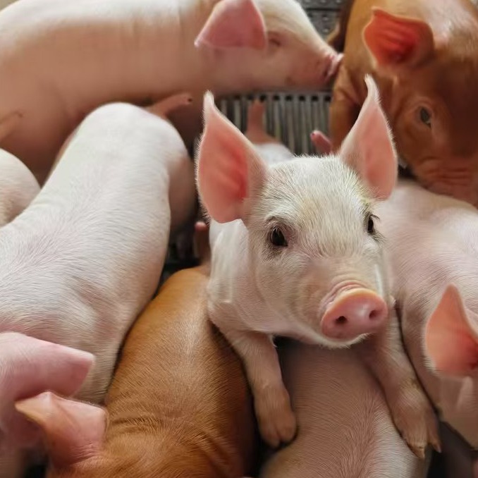 泰万、泰乐和泰妙&ldquo;三泰&rdquo;有何不同