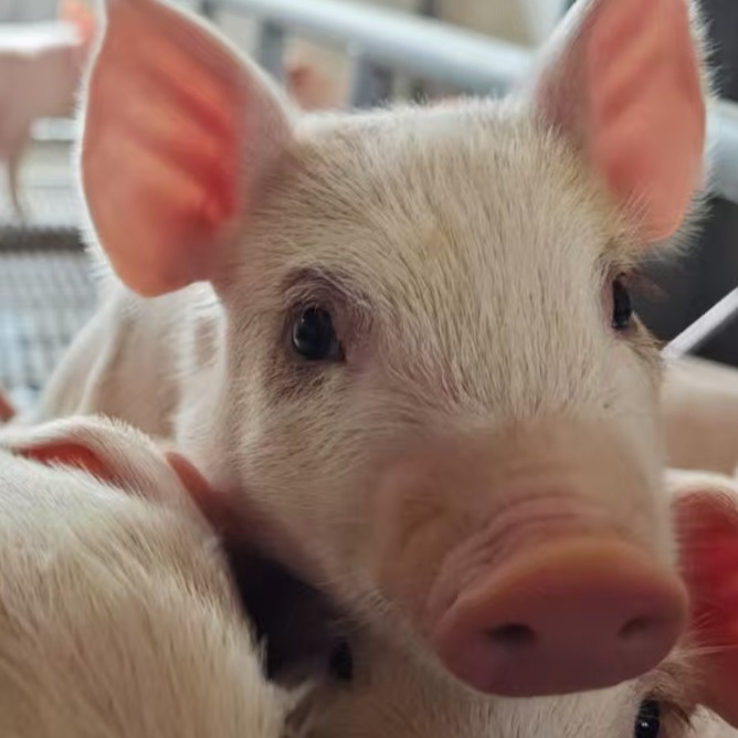 常见保育育肥猪舍的供暖措施