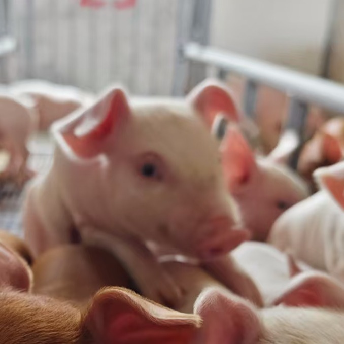 猪流行性感冒继发猪支原体肺炎病的流行与防治