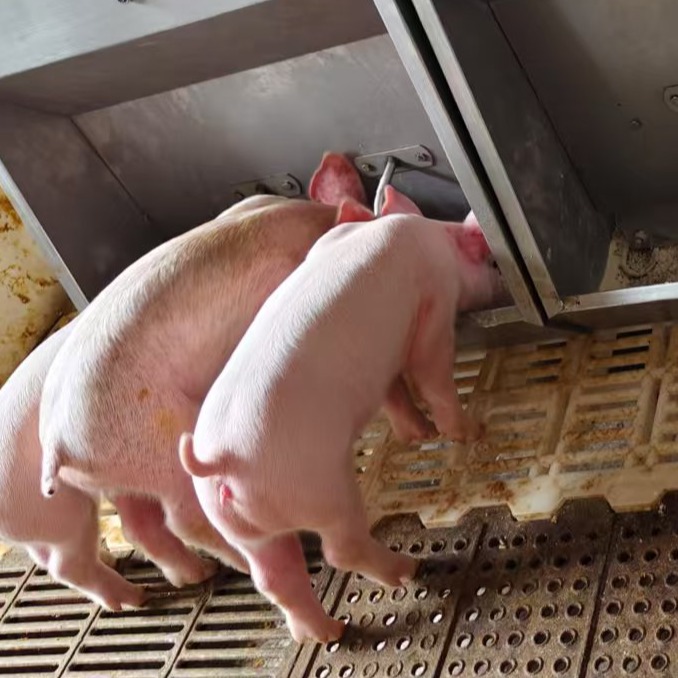 仔猪腹泻综合治疗方案