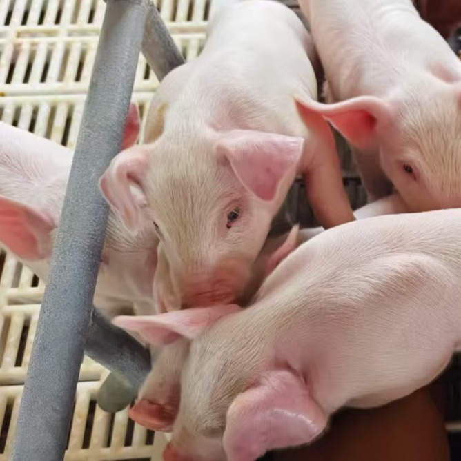 猪伪狂犬病的防治方法