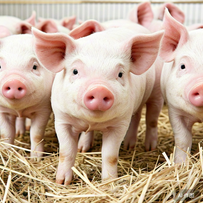 传统液态饲喂困局重重，新液态饲喂技术能否力挽狂澜？