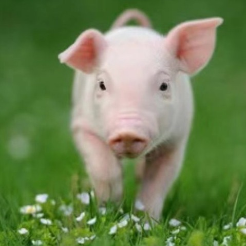 抗生素的作用原理与配伍