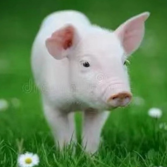 冬季猪场生物安全防控策略