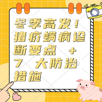 冬季高发！猪疥螨病诊断要点 + 7 大防治措施