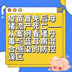 疫苗普免后母猪流产死亡&mdash;&mdash;从案例看猪丹毒与蓝耳病混合感染的防控误区