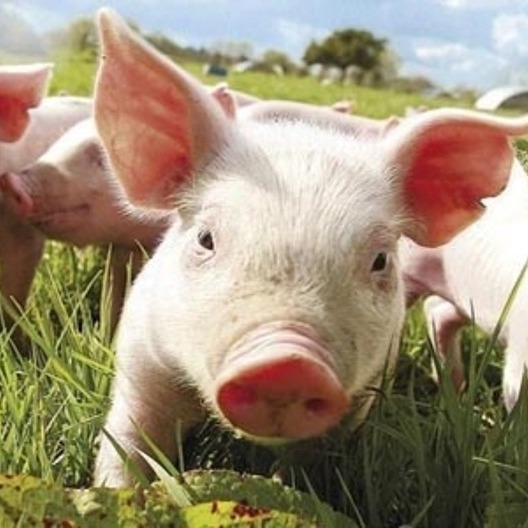 猪价连涨 | 上市猪企扎堆销售仔猪