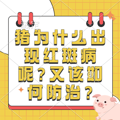 猪为什么出现红斑病呢?又该如何防治?