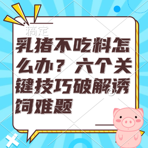 乳猪不吃料怎么办？六个关键技巧破解诱饲难题