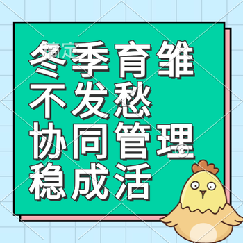 冬季育雏不发愁 协同管理稳成活