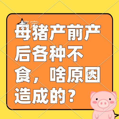 母猪产前产后各种不食，啥原因造成的？