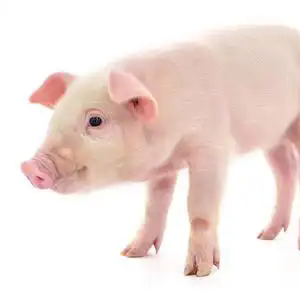 警惕猪副嗜血杆菌：管理不善易发的保育期疾病