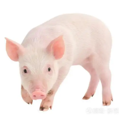 猪流感（猪高热病）的综合诊治要点