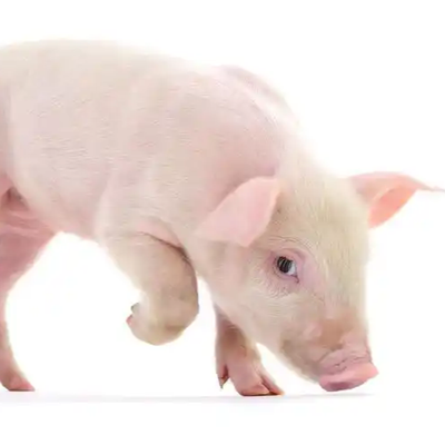 科学审视蓝耳病免疫：系统性思维是关键