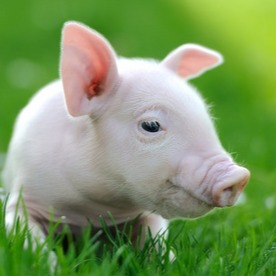 【小谢老师养猪技术分享】春季养猪，5件事很重要，除了驱虫和打疫苗还有啥？