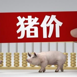 12月29日猪价｜上涨幅度加大，最大涨幅4-5毛！