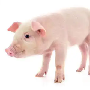 猪丹毒流行新特点与综合防控策略