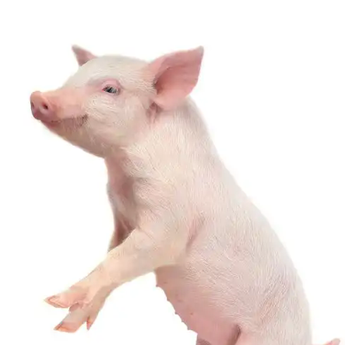 后备母猪高效发情管理方案：从诱情到催情的关键操作