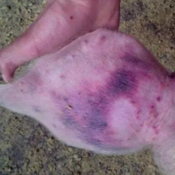  猪感染了蓝耳病如何判断