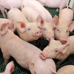 警惕当下压栏和二育入场对1月猪价的压制