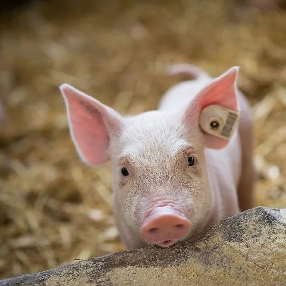 【猪价】2025.12.30福建各地区每日最新猪价