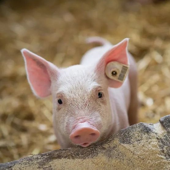 12月30日猪价：涨势略有减缓，猪价上涨支撑转弱？