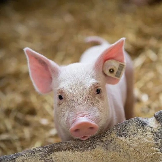 饲料行情｜2025.12.30日全国最新玉米 豆粕价格