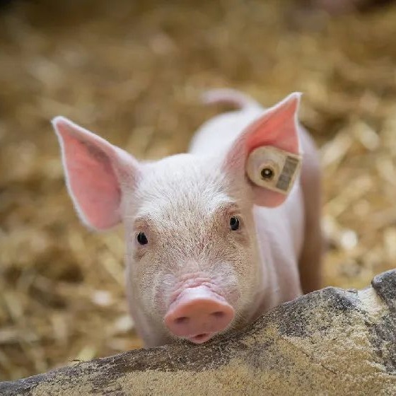 明日猪价 | 2025.12.31日~全国各地最新猪价（涨涨涨！多地继续大涨！）