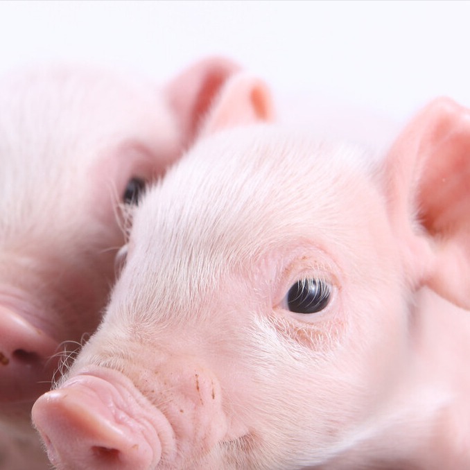 降低保育舍夜间温度，巧提养猪效率