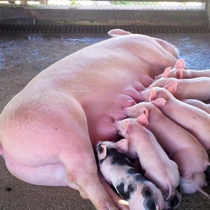 母猪瘫痪的病因、症状、预防及诊疗全解析