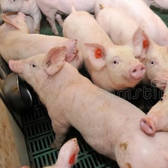 如何降低猪场氨气浓度？