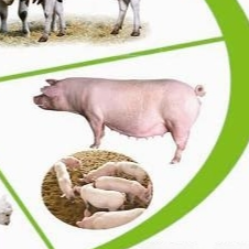 从水到维生素：全面解析饲料中的六大营养素及其功能