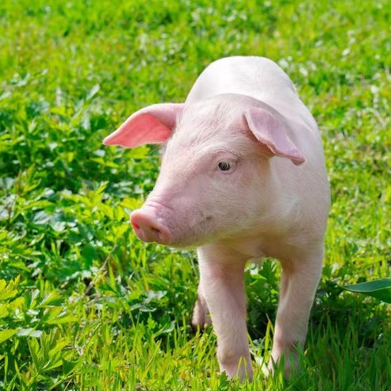 臭氧消毒技术在非洲猪瘟防控中的应用