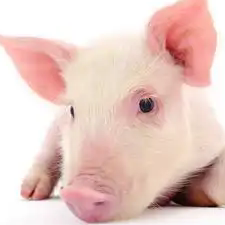 仔猪不拉稀就是好料？当心&ldquo;无抗&rdquo;养殖的认知陷阱