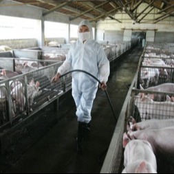 猪场不同场所的消毒要求需知