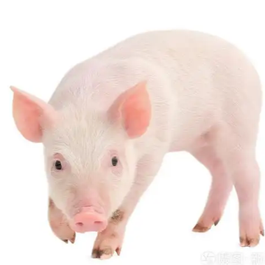 母猪产后胎盘检查与处理指南