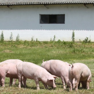 猪粮比4.92:1触一级预警！多地跌破6元/斤，短期还会继续下探吗？