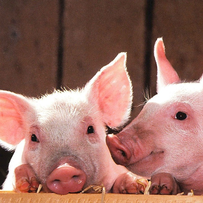 2026年生猪市场展望：拐点将至非暴涨，温和回升成主调