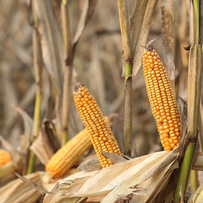 大体重猪只销售火热 1月市场走势〡玉米