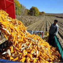 元旦后玉米迎决战，涨跌关键看这两大因素？