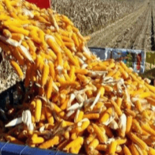 中储粮近10万吨玉米全部溢价成交，说明了什么？