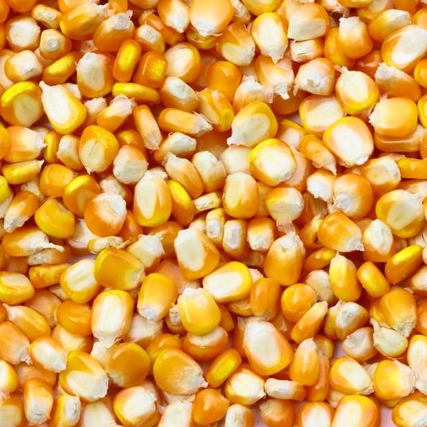 2026年全球粮价走向：主粮趋稳 大豆偏强