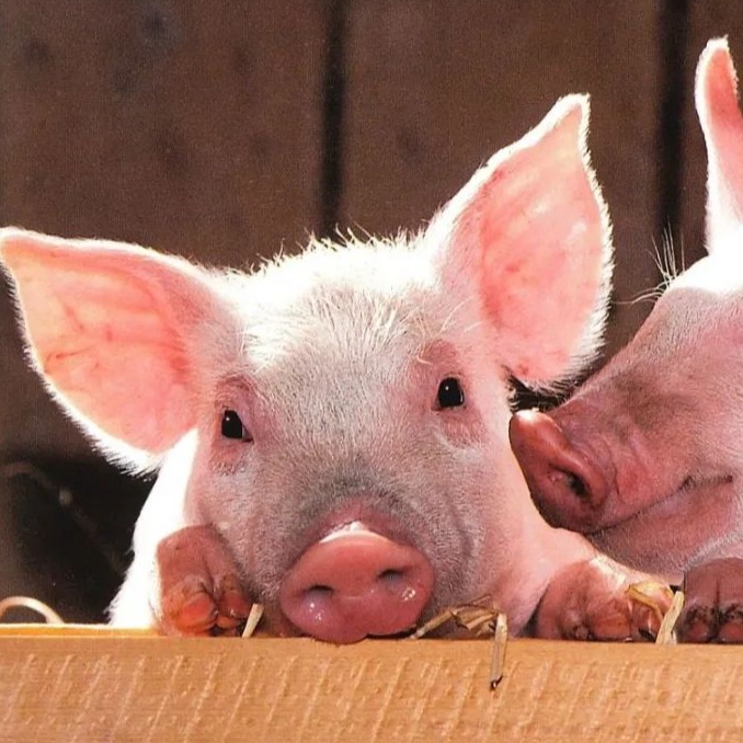 北方领涨！18省猪价飘红！2026年猪市拐点已定！专家警告：下半年涨价前提是扛过这场&ldquo;淘汰赛&rdquo;